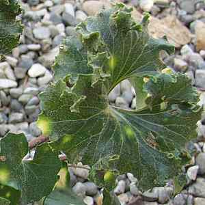 Image of Farfugium japonicum 'Crested Leopard'