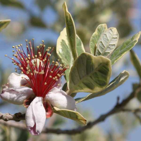 Image of Feijoa sellowiana 'Lynn's Wonder'