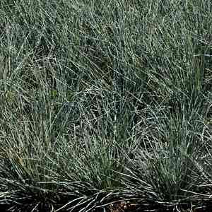 Image of Festuca 'Siskiyou Blue'