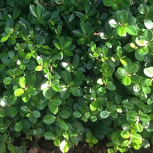 Image of Ficus microcarpa 'Green Mound'