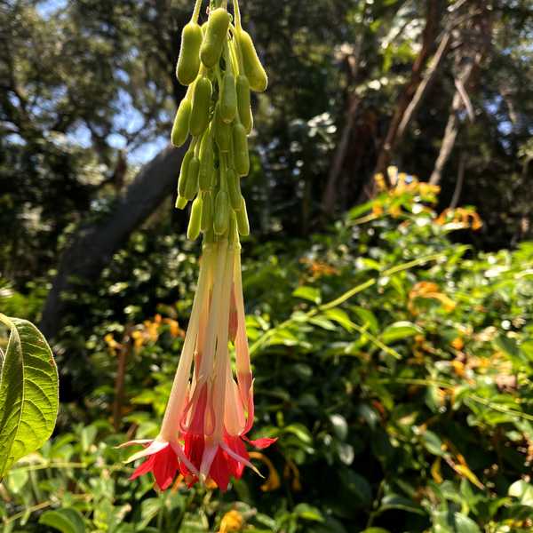 Image of Fuchsia boliviana 'Alba'