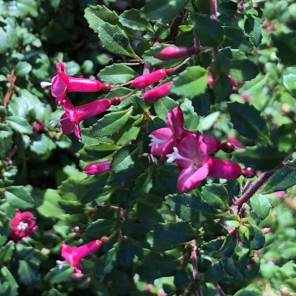 Image of Fuchsia thymifolia