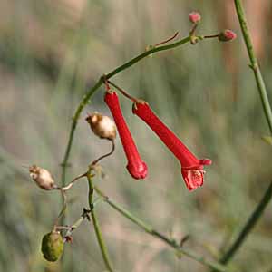 Image of Galvezia juncea