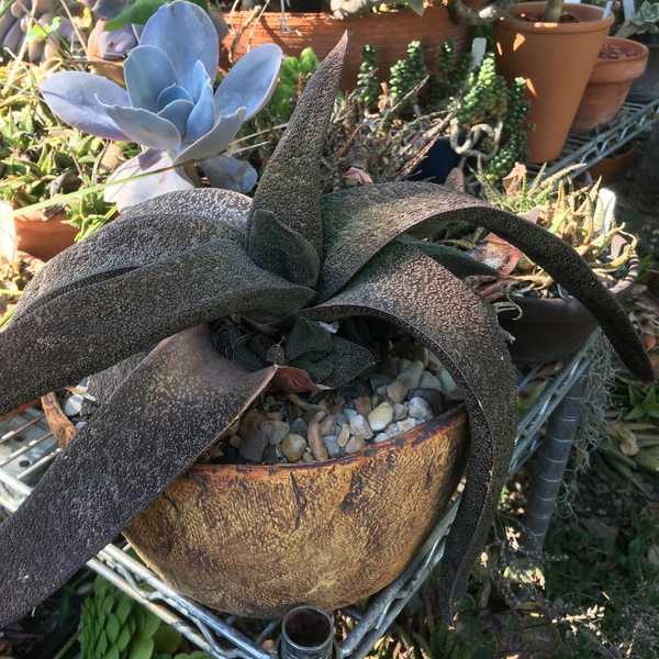 Image of Gasteria batesiana 'Barberton'