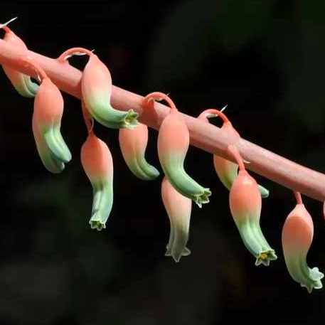 Image of Gasteria disticha