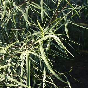 Image of Geijera parviflora