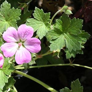 Image of Geranium x riversleaianum 'Mavis Simpson'