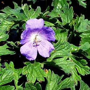 Image of Geranium himalayense