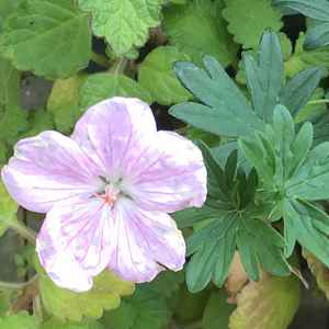 Image of Geranium sanguineum 'Soft Pink'