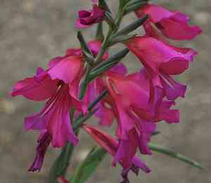 Image of Gladiolus byzantinus