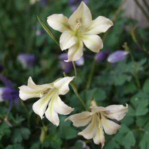 Image of Gladiolus tristis