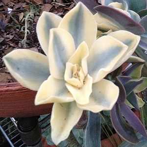 Image of Graptoveria 'Unstable Mable'