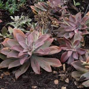 Image of Graptoveria 'Fred Ives'