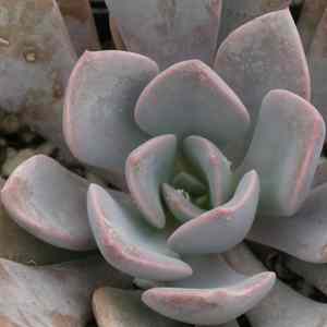 Image of Graptoveria 'Spirit of '76'