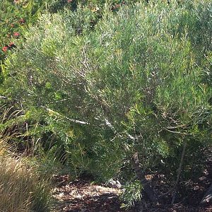 Image of Grevillea 'Winpara Gem'