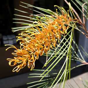 Image of Grevillea 'Little Honey' PP18,489