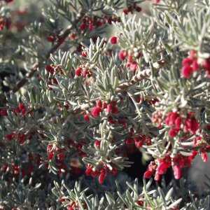 Image of Grevillea lavandulacea 'Penola'