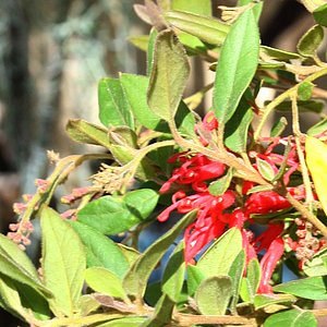 Image of Grevillea rhyolitica