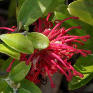 Image of Grevillea 'Cherry Royal'