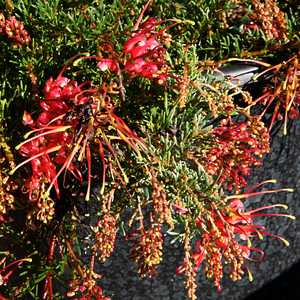 Image of Grevillea thelemanniana 'Baby'