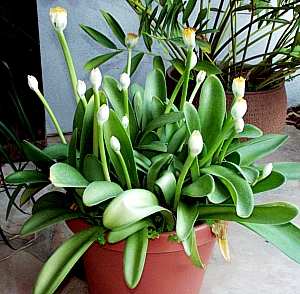 Image of Haemanthus albiflos