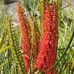 Image of Hakea bucculenta