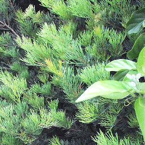 Image of Hakea drupacea