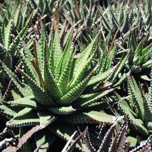 Image of Haworthia attenuata