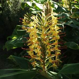 Image of Hedychium gardnerianum