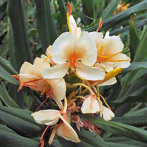 Image of Hedychium spicatum var. acuminatum