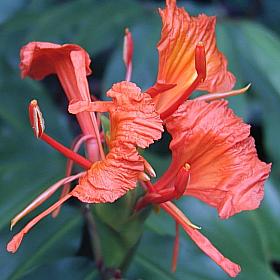 Image of Hedychium greenei