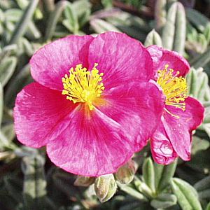 Image of Helianthemum 'Belgravia Rose'