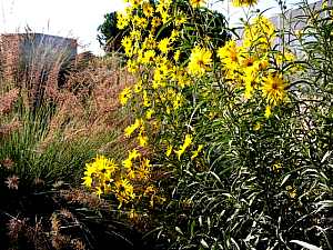 Image of Helianthus maximiliana