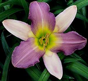 Image of Hemerocallis 'Nile Crane'