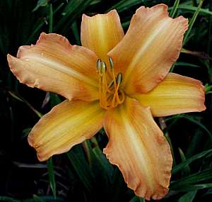 Image of Hemerocallis 'Peggy's Peach'