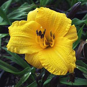 Image of Hemerocallis 'Sir Black Stem'