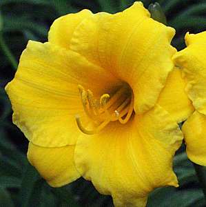 Image of Hemerocallis 'Stella d'Oro'