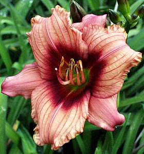 Image of Hemerocallis 'Tiny Temptress'