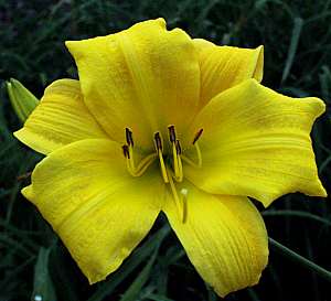 Image of Hemerocallis 'Yellow'