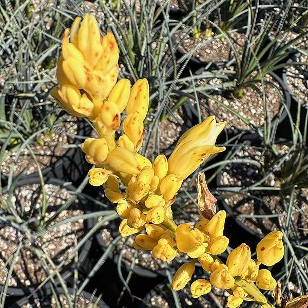 Image of Hesperaloe parviflora 'Yellow Sun'