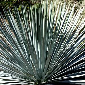 Image of Hesperoyucca whipplei 'RBG' [Yucca]