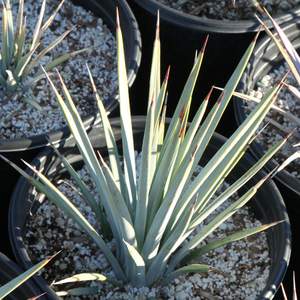 Image of Agave striata 'Gray Ghost'