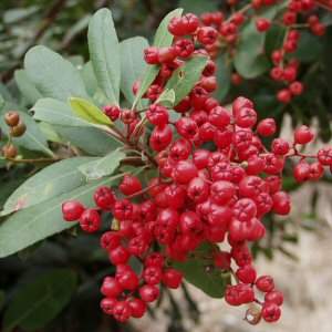 Image of Heteromeles arbutifolia