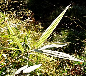 Image of Hibanobambusa tranquillans 'Shiroshima'