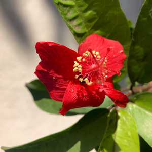 Image of Hibiscus clayi