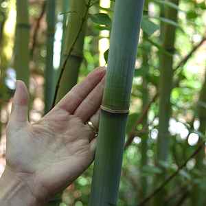 Image of Himalayacalamus hookerianus 'Teague's Blue'