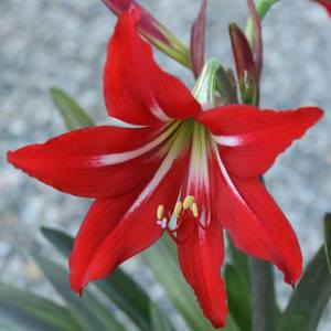 Image of Hippeastrum x johnsonii