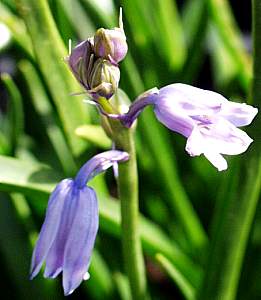 Image of Hyacinthoides hispanica