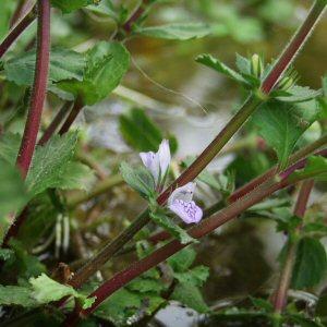 Image of Hygrophila difformis