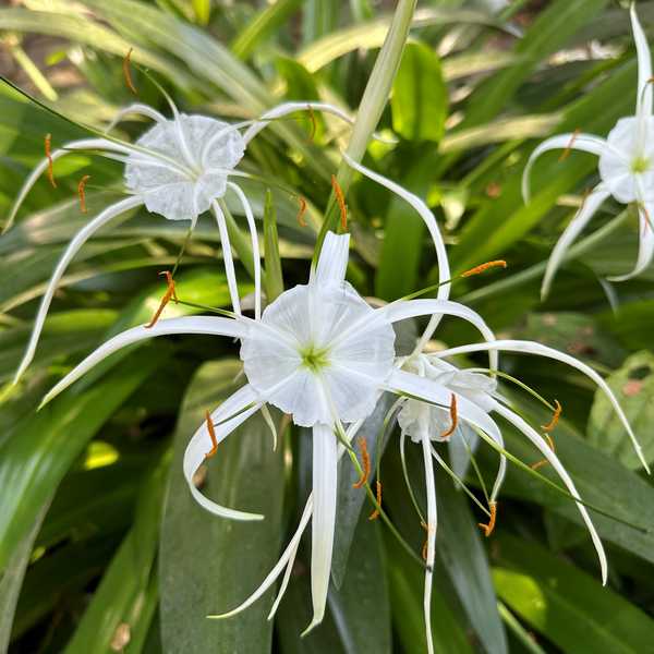 Image of Hymenocallis 'Tropical Giant'